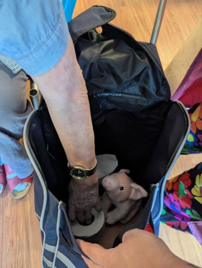 Rucksack mit Plüsch-Schweinchen